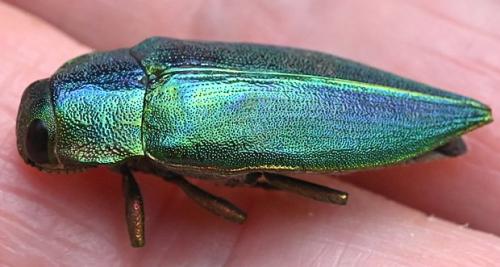 Latipalpis plana